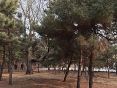 -北陵公园