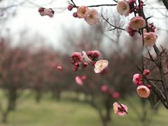 -蜀冈西峰生态公园