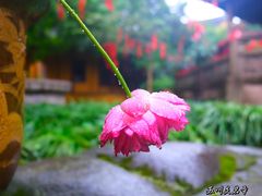-灵岩山风景区