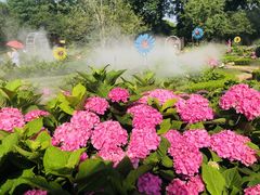 -上海共青森林公园