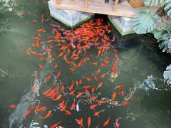 -南宫五洲植物乐园