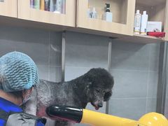 -宠福鑫康馨动物医院·骨科·眼科