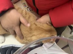 -全心全意连锁动物医院·微创中心·内科急重症·心脏专科(丰管路店)