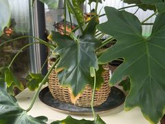 -慢丽江·云南野生菌土鸡锅(西山店)