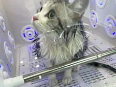 -爱洗澡的猫(望京店)
