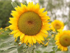 -艾溪湖湿地公园