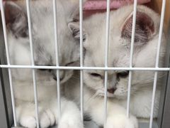 -米卢宠物公园(广华居店)