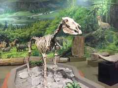 -陕西自然博物馆