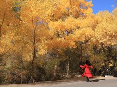 -金塔沙漠胡杨林景区
