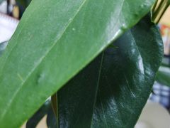 -宜昌富力皇冠假日酒店·咖啡1号西餐厅