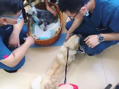 -小叮当动物医院·骨科·眼科