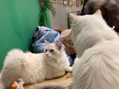 -藏猫猫咖啡主题馆(中央大道店)