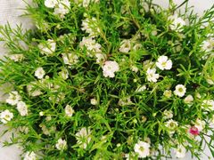 -龙大花卉苗木市场