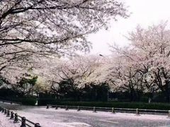 -武汉大学-樱园