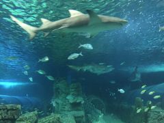 -悉尼海洋生物水族馆