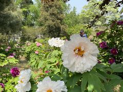 -国家植物园南园