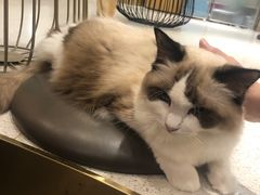 -飞行喵MR PILOT|猫舍·猫咖(静安大融城店)