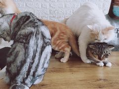 -平行世界·猫咖(首经贸店)