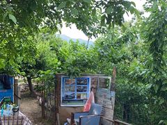 -鱼子山桑葚生态采摘园