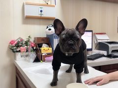 -宠爱国际动物医院· 猫科· 外科·中兽医(长白店)