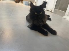 -Heymao猫咖.咖啡厅(东门店)