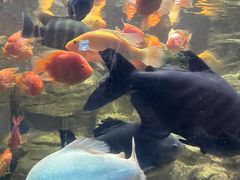 -苏州海洋馆
