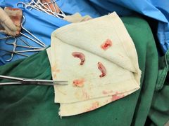 -惠康宠物医院(华能路店)