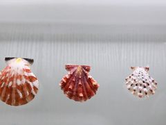 -青岛贝壳博物馆