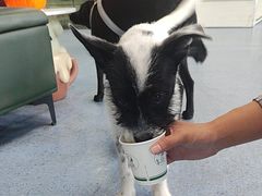 -顺强宠物诊所·狂犬免疫·夜诊·骨科(嘉定店)