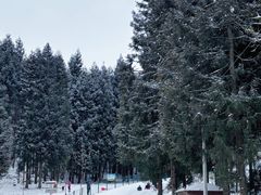 -武陵山森林公园