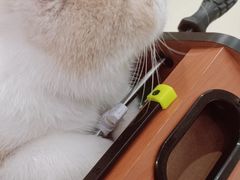 -飞行喵MR PILOT|猫舍·猫咖(静安大融城店)