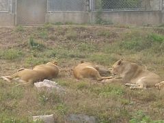 android_upload_pic-西安秦岭野生动物园