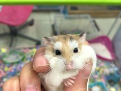-钓仓鼠(洋桥北里小区店)