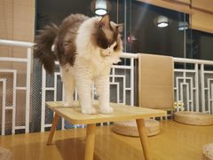 -猫にゃん · 猫的隐藏屋猫咖(麦地旗舰店)