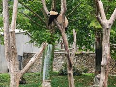 -卧龙中华大熊猫苑神树坪基地