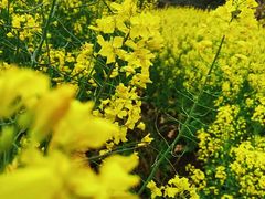 -桑洲油菜花景区