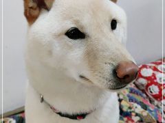 -柴迷FANS CLUB·柴犬狗咖·猫咖