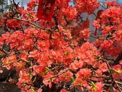 -双季花艺园艺市场(浦东店)