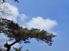 -金龙寺国家森林公园