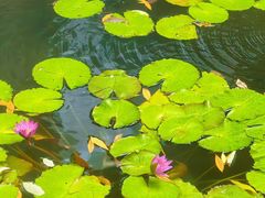 -大妙火锅·非物质文化遗产(东湖公园店)