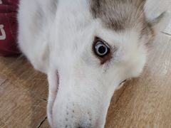 -Husky Go! 哈士奇体验馆·宠物咖啡厅狗咖