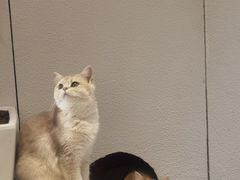-琪喵猫屋·撸猫猫咖·猫舍