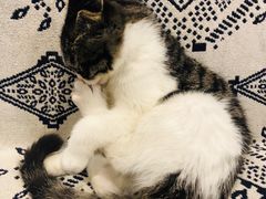-平行世界·猫咖(首经贸店)
