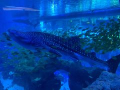 -成都浩海立方海洋公园