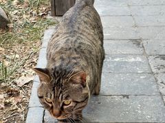 -万松老人塔