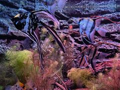 -上海海洋水族馆