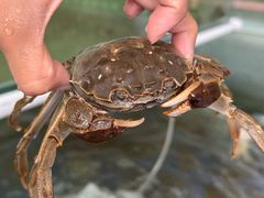 -丫丫蟹庄·苏式园林农家乐·阳澄湖大闸蟹(阳澄湖莲花岛店)