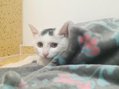 -伟伟宠物医院·瑞派猫友好医院·猫科(光谷店)