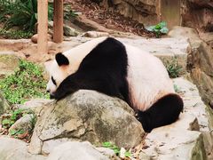 -广州长隆野生动物世界