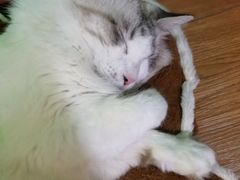 -李小姐の猫咖啡馆(五角场店)
